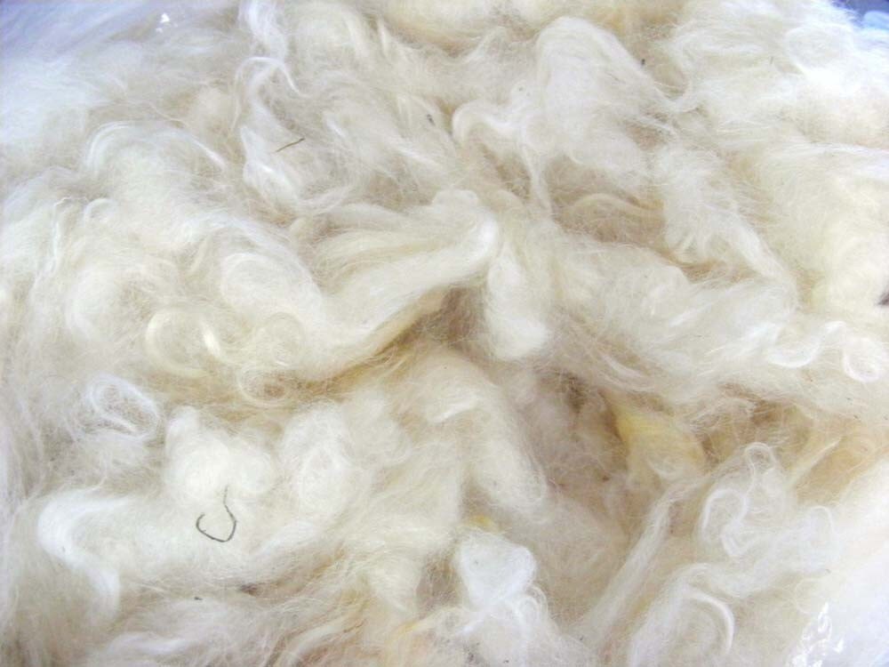 Corriedale Lambswool Fleece Scoured  100g